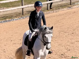 hästar Framtida mästerskapsponny! - Annons 9