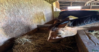 stallplats i Rävlanda - Annons 11