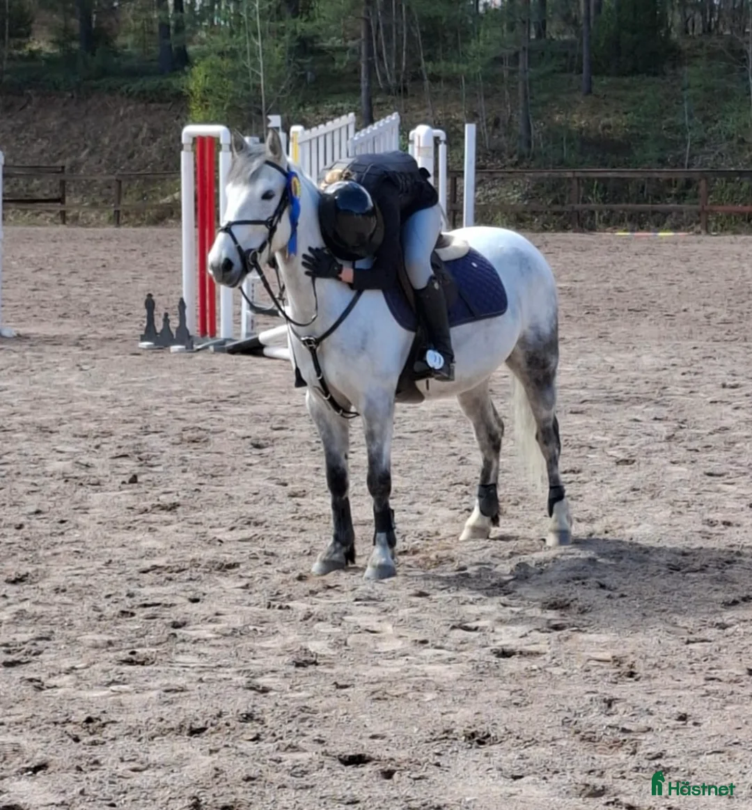 Allround hästar till salu: Världens bästa kompis i Hedemora - Annons 2