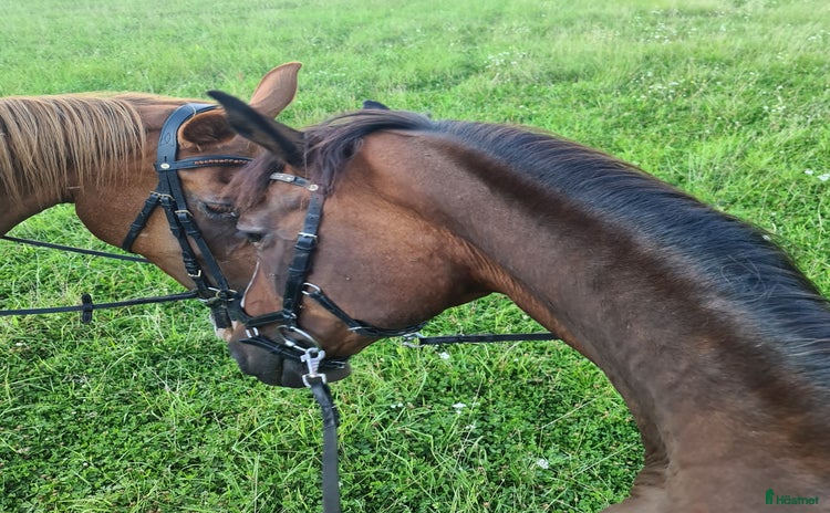  medryttarhäst finnes i Gamleby - Annons 13