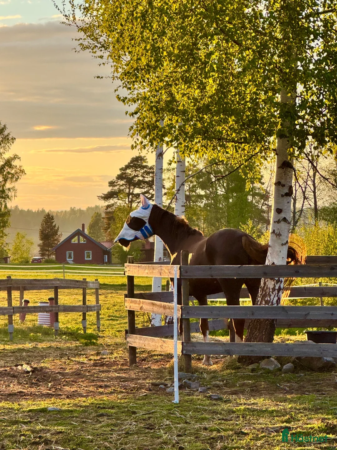  hästservice finnes: Rehab och konvalescens i lugn miljö - Annons 1