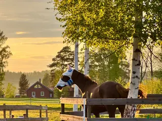 hästservice Rehab och konvalescens i lugn miljö - Annons 3