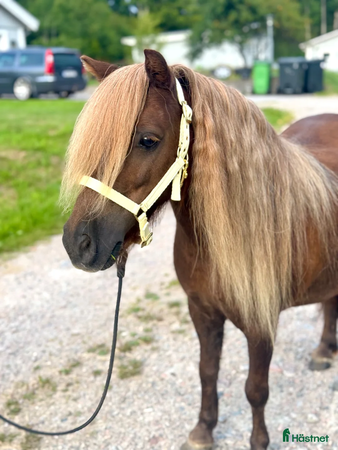 Avelshästar hästar till salu: ⭐️VÄLSTAMMAD MINISHETTIS⭐️ - Annons 2