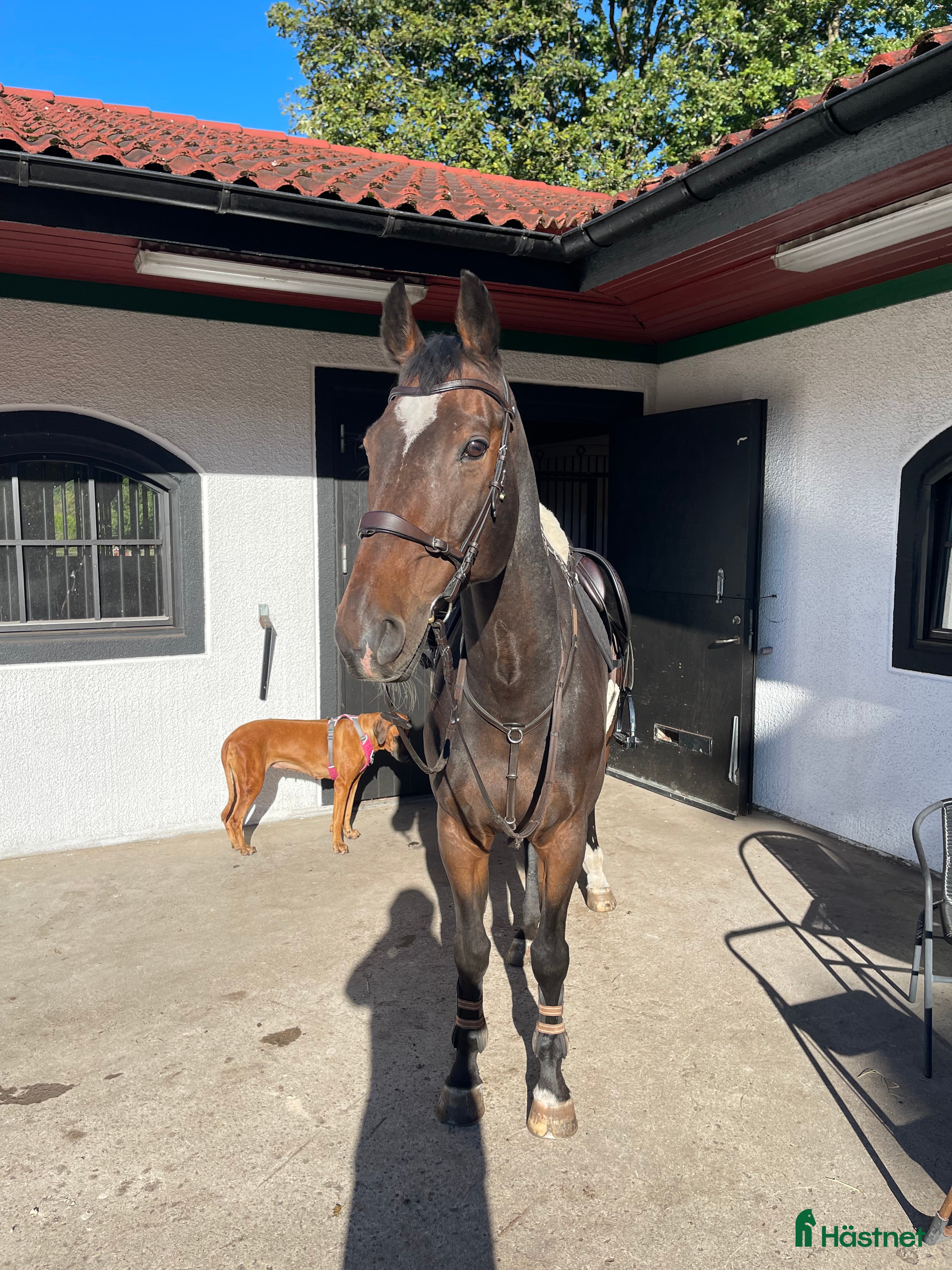  hästar Hopp-Stjärna med stor personlighet  i Billdal - Annons 4