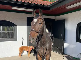 hästar Hopp-Stjärna med stor personlighet i Billdal - Annons 4