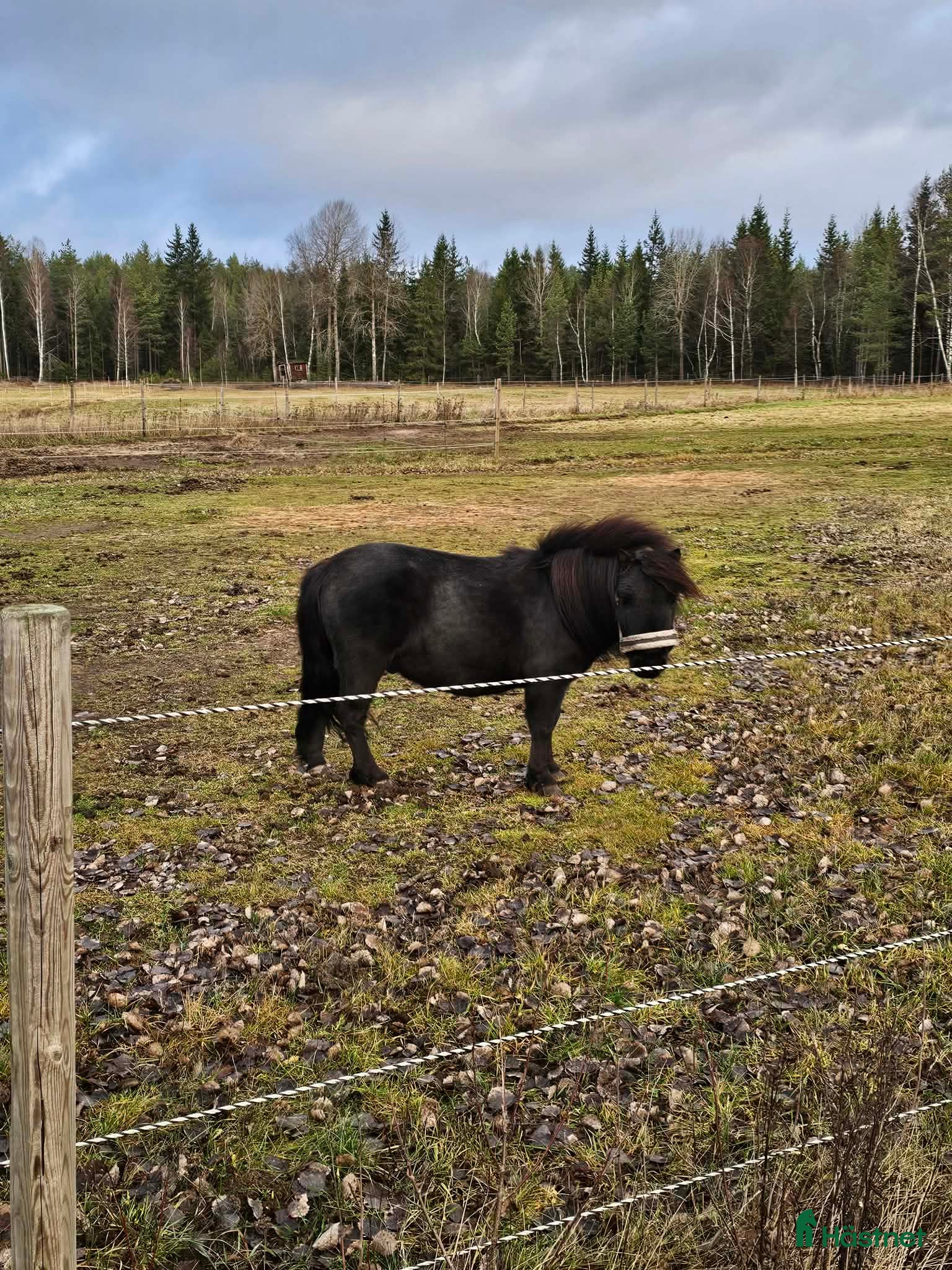  hästar Shetlandskille - Annons 2