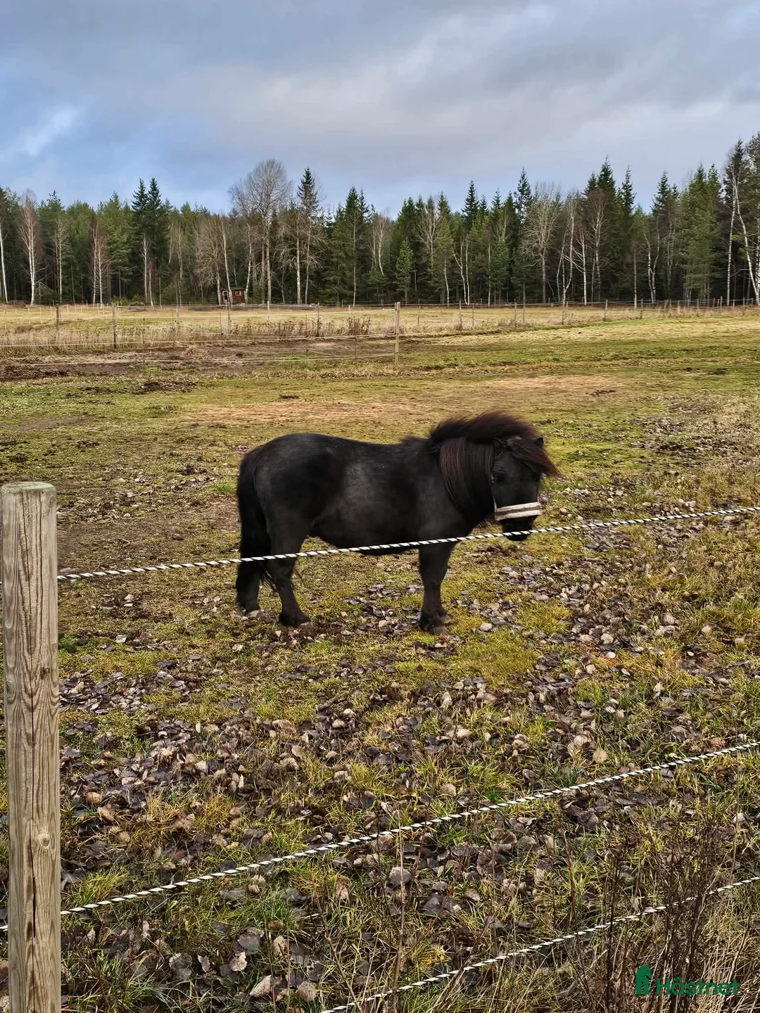 Allround hästar till salu: Shetlandskille i Ulrika - Annons 1