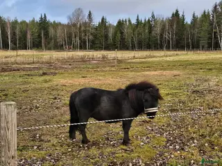 hästar Shetlandskille - Annons 2