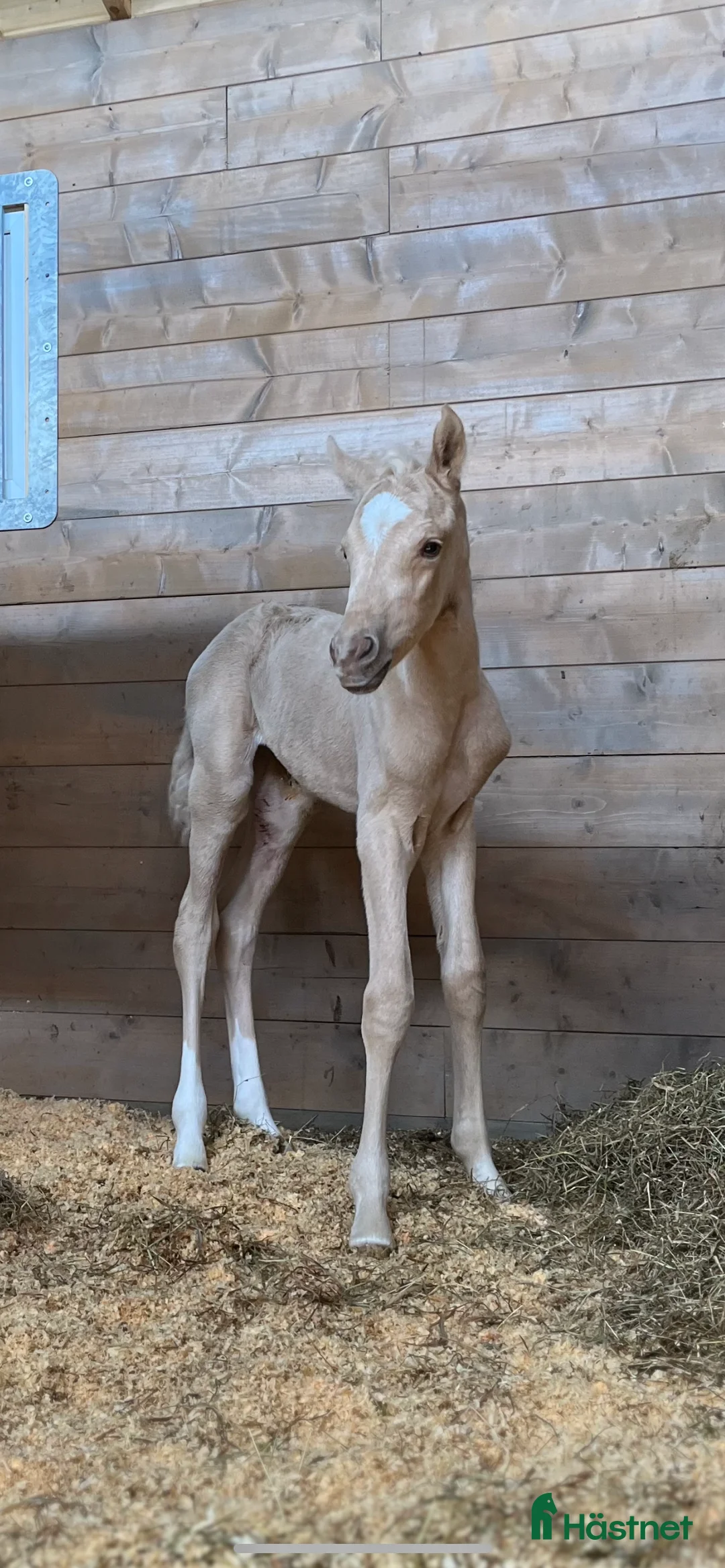 Dressyr hästar till salu: Føll til salgs - Annons 8