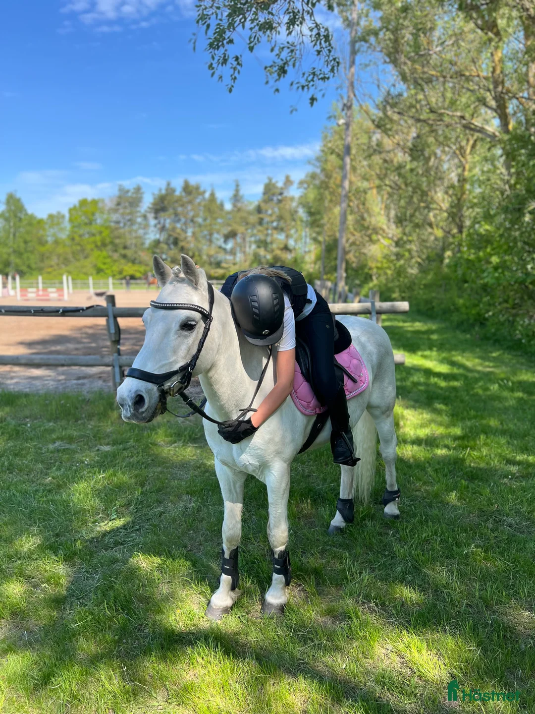 Allround hästar till salu: Läromästare/sällskapshäst i Hagby - Annons 1