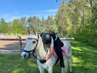 hästar Läromästare/sällskapshäst i Hagby - Annons 1