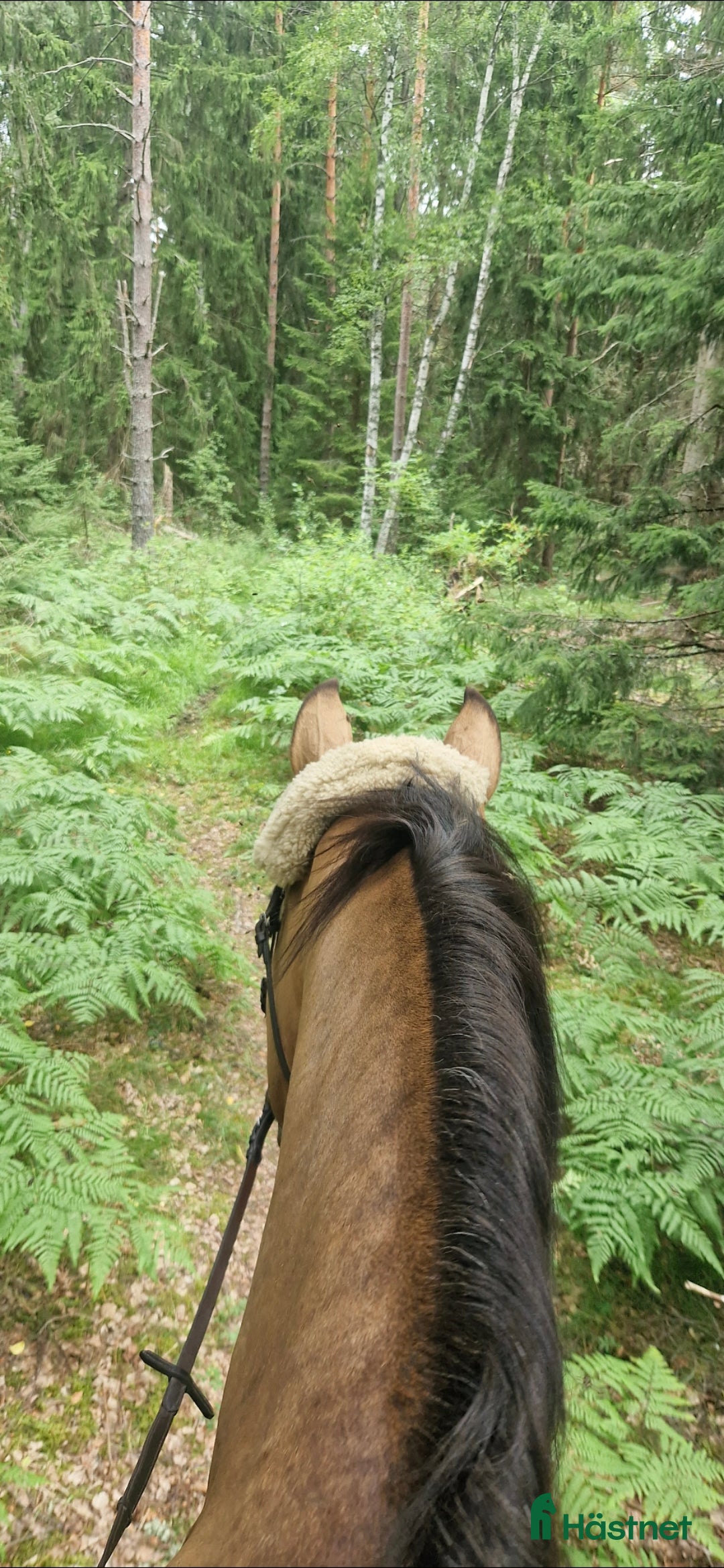  stallplats finnes: Stallplats Brottby  i Vallentuna - Annons 12