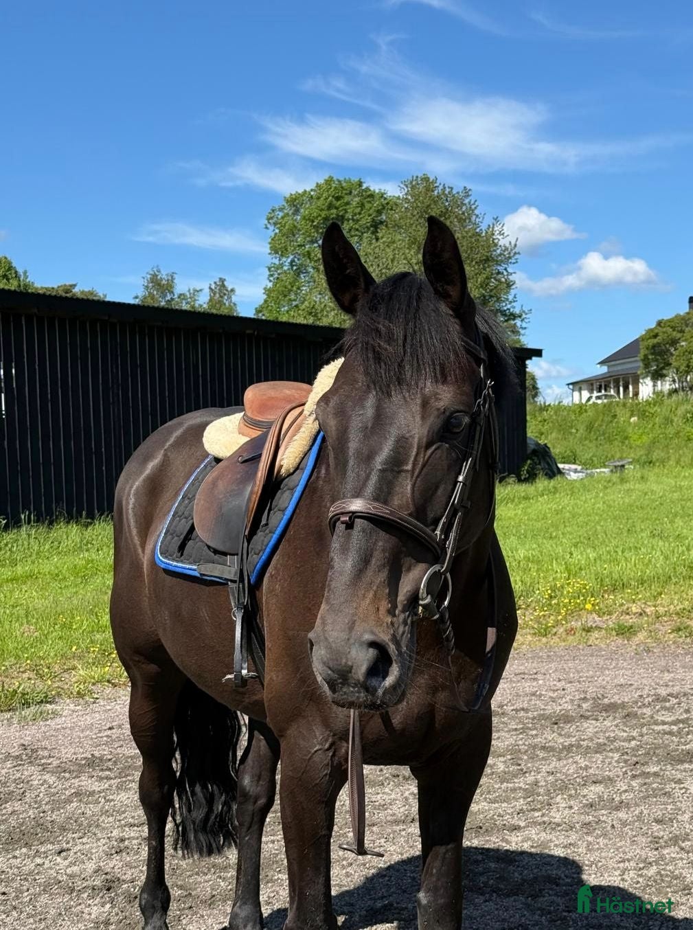  hästar Utvecklingsbar hopphäst🌟 - Annons 7