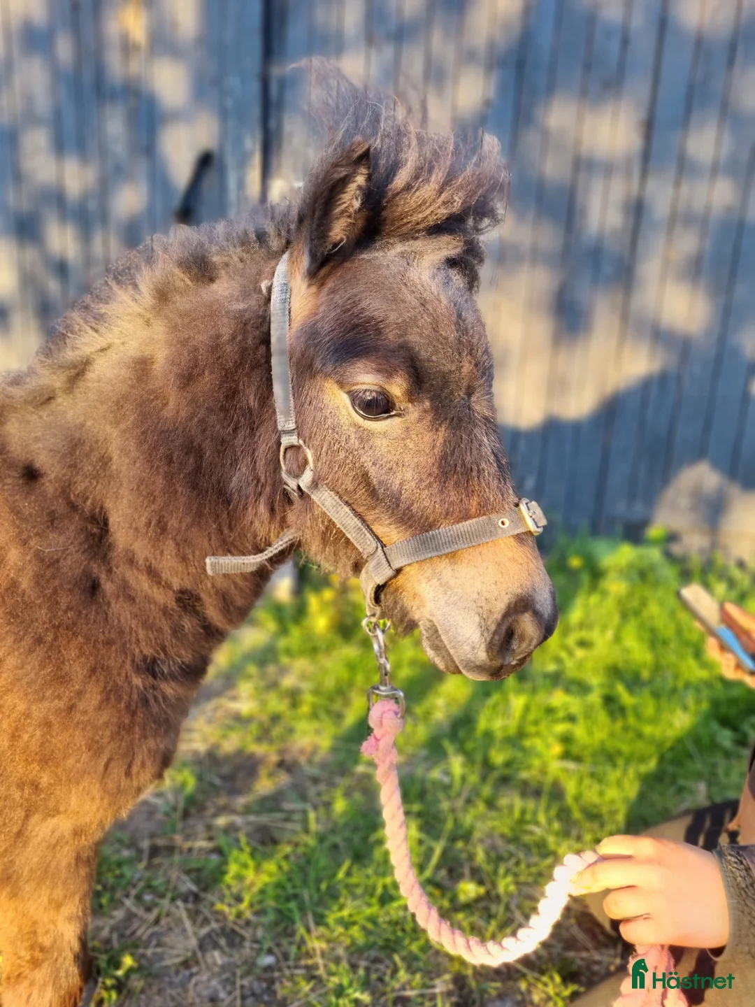 Allround hästar till salu: 1 årig shettis hingst i Mörbylånga - Annons 2