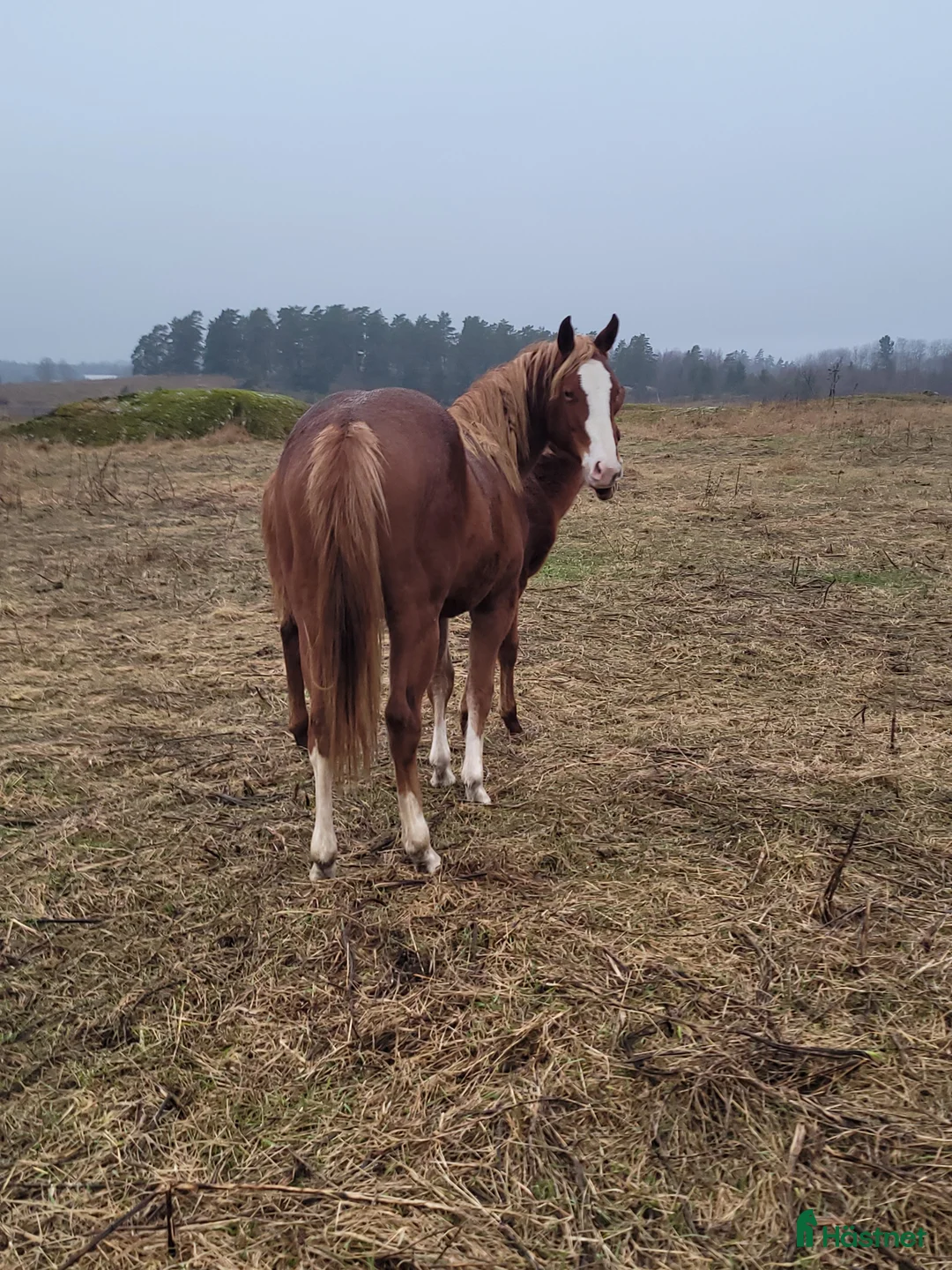 Western hästar till salu: Framtida tävlingshäst för högre klasser i Uppsala - Annons 4