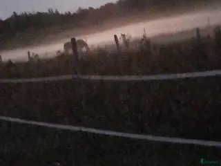 hästar Sökes skogsmulle - Annons 19