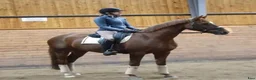 Dressyr hästar till salu: Selektionssto med föl e. Serious - Annons 2