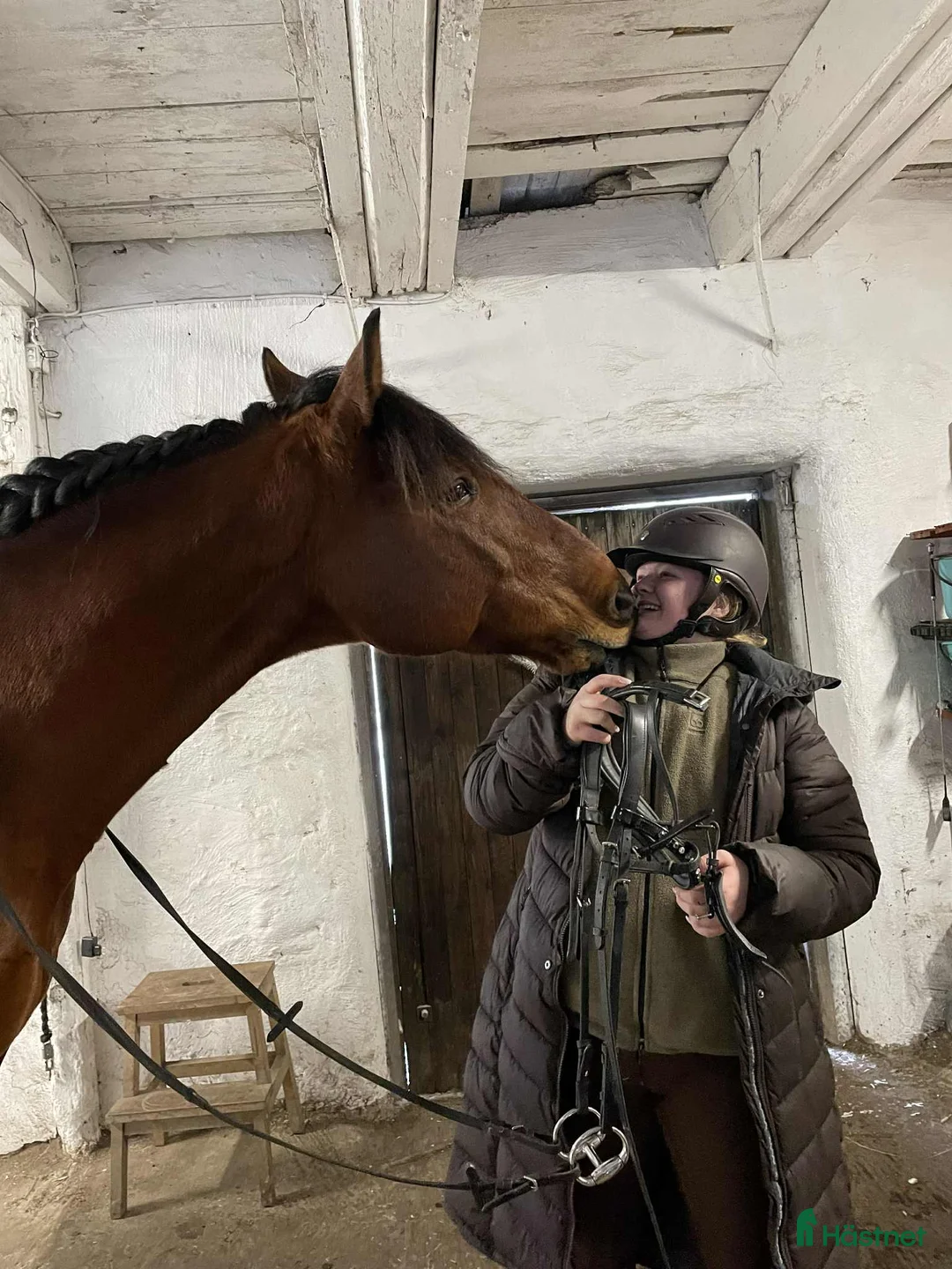 Allround hästar till salu: Lasse söker hem med uteritter och ev körning - Annons 5