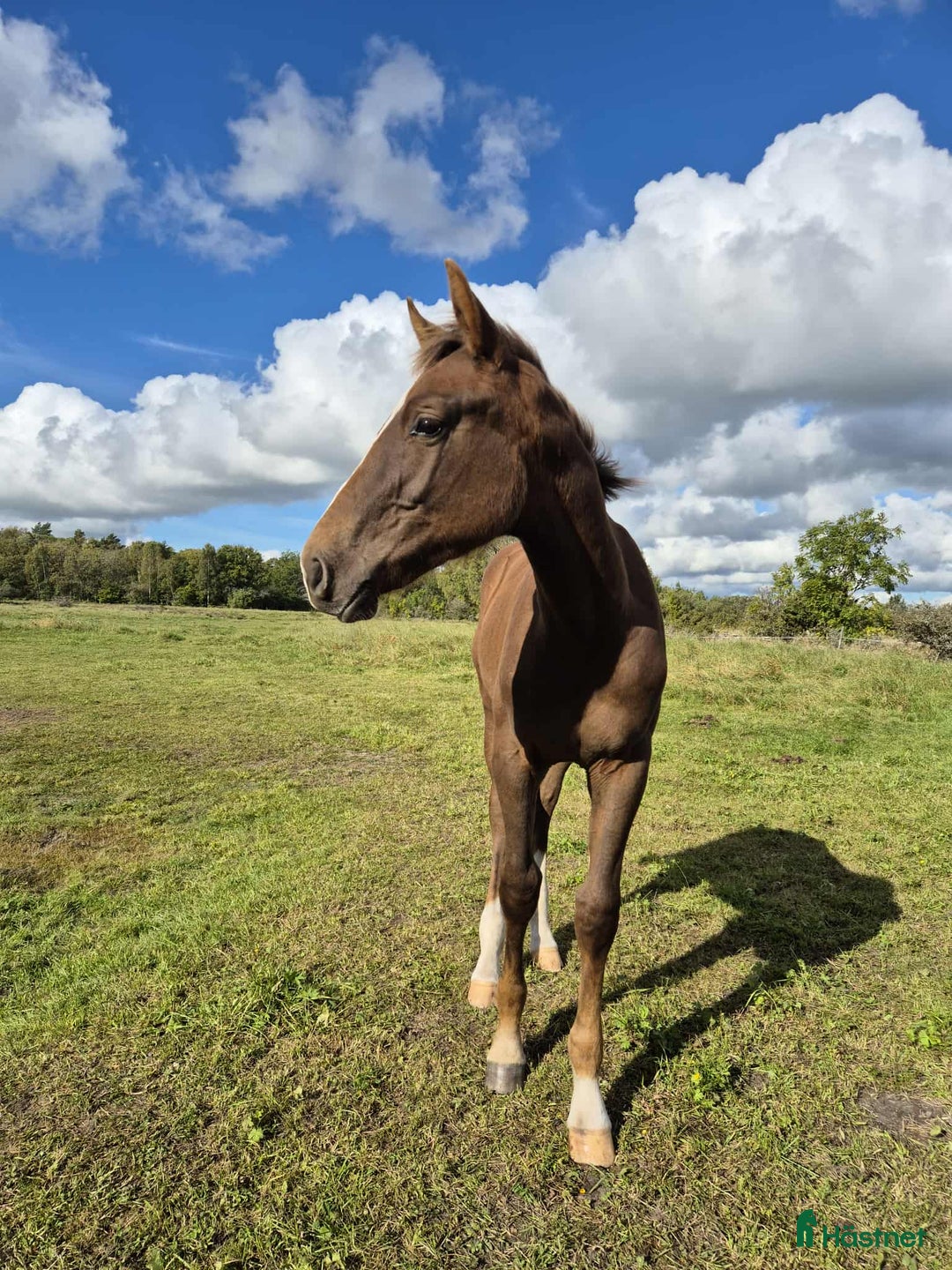 Hoppning hästar till salu: Cosmo e. Come on plus- Favorit Ask  i Stånga - Annons 3