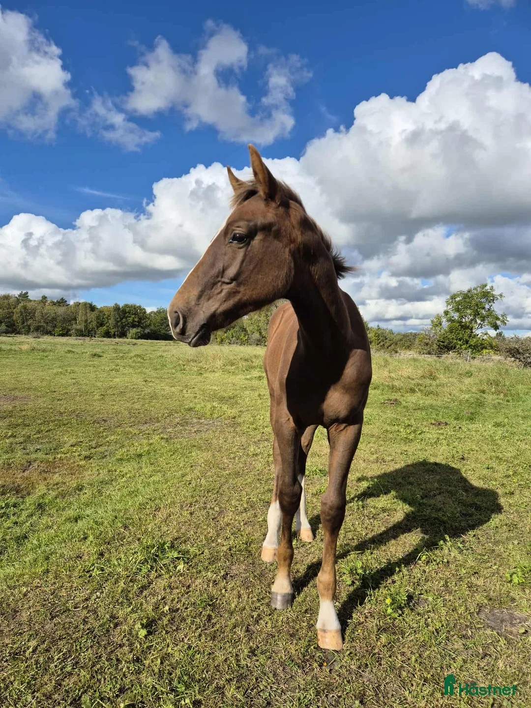 Hoppning hästar till salu: Cosmo e. Come on plus- Favorit Ask  - Annons 3