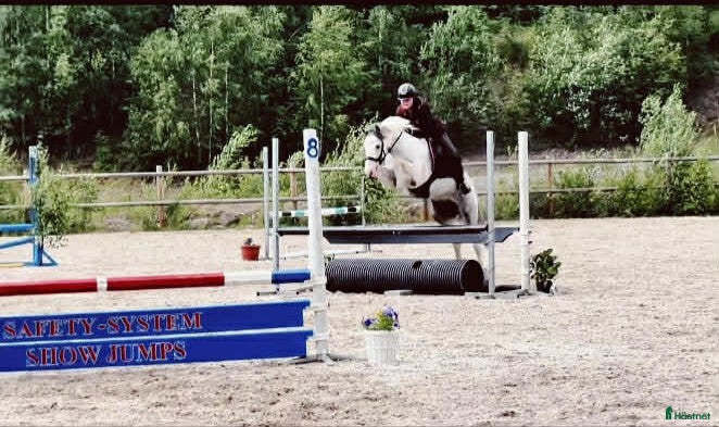  hästar Allround sto till det ryttaren vill - Annons 2