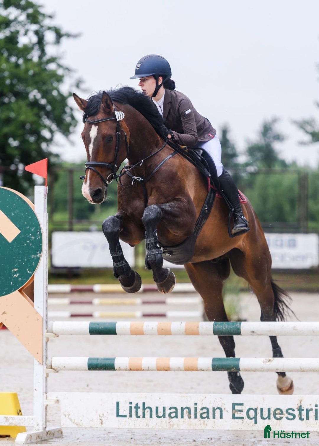 Hoppning hästar till salu: Marvelous all around gelding i Ekerö - Annons 2