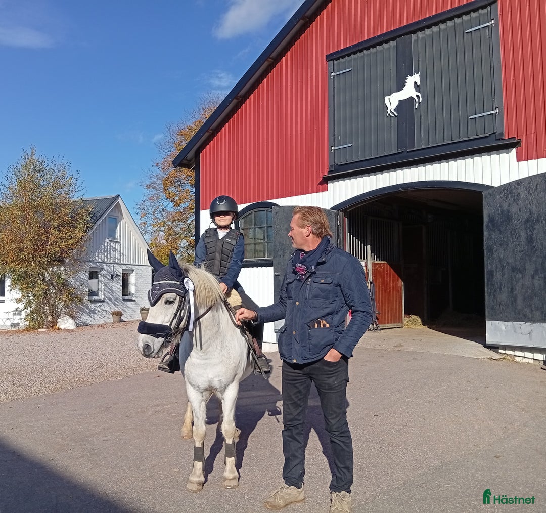 Allround hästar till salu: Ponny för den som vill tävla eller ha en bästa vän i Haverdal - Annons 6