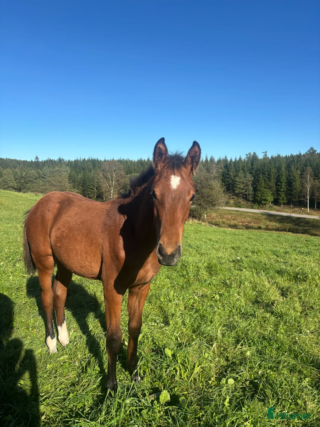 Hoppning hästar till salu: Framtida topp sto e. Pegase van’t Ruytershof! i Ullared - Annons 6