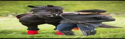 Dressyr hästar till salu: Vacker Welsh Cob hingst utlånas! i Säter - Annons 5