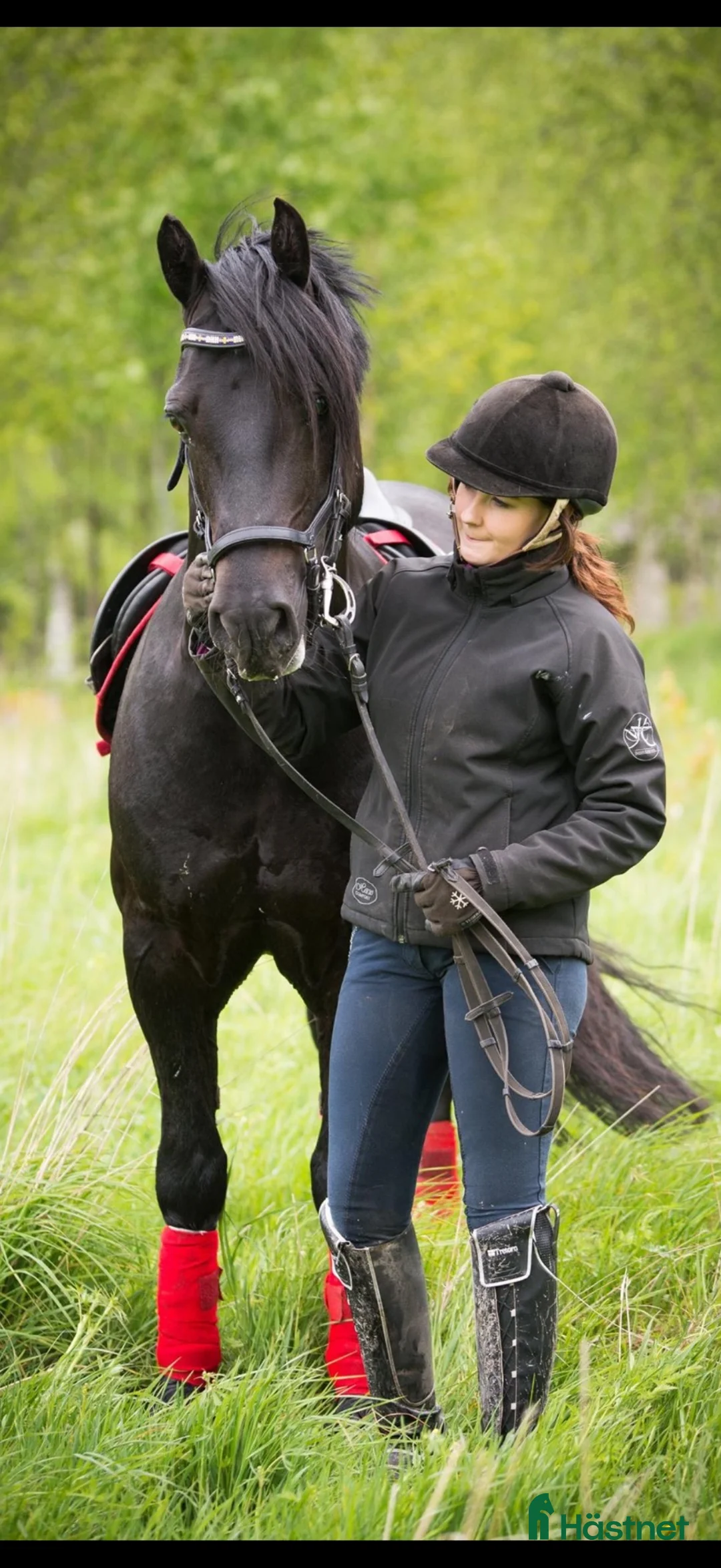 Dressyr hästar till salu: Vacker Welsh Cob hingst utlånas! i Säter - Annons 5