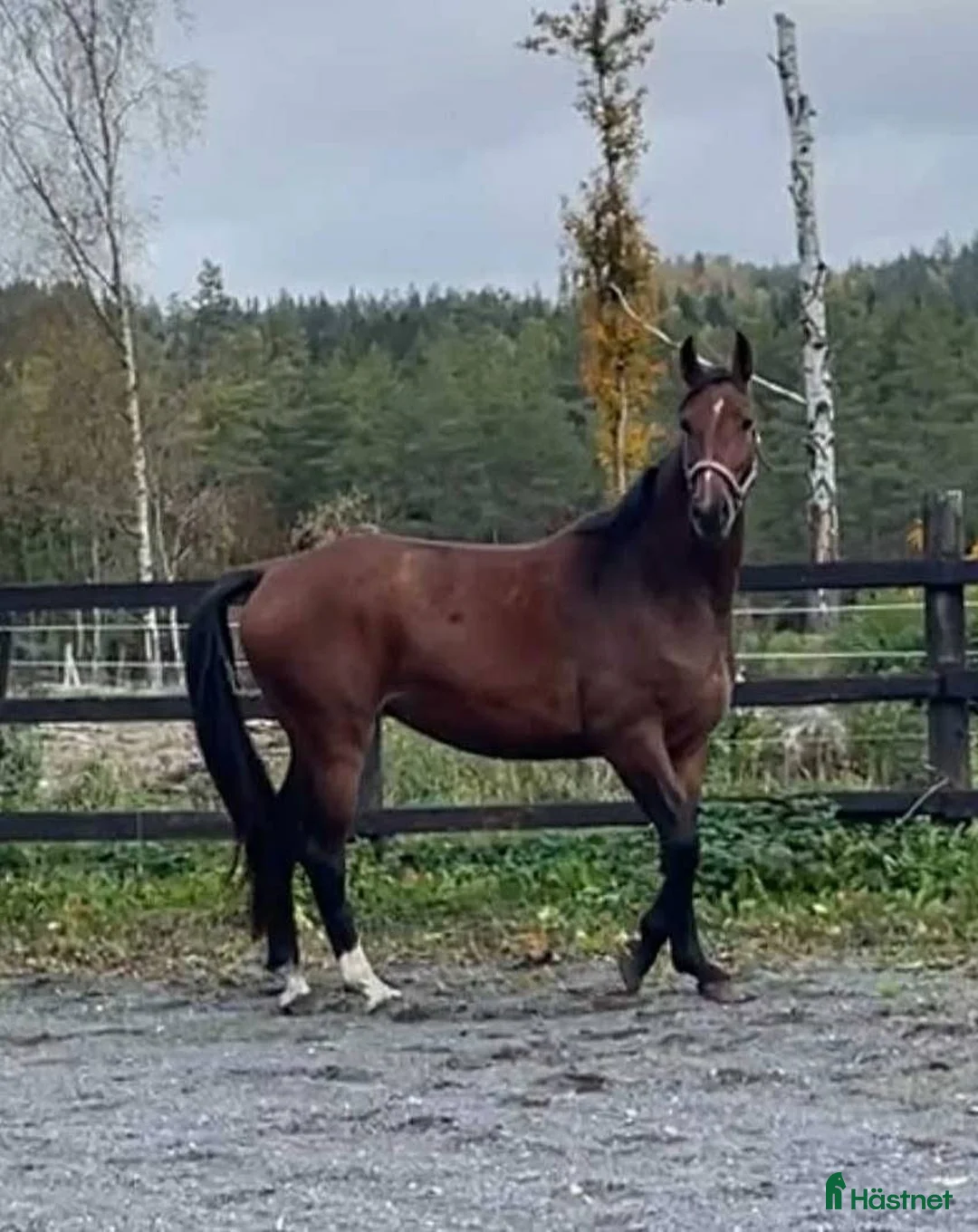Allround hästar till salu: Halvblodssto född 2022 i Lammhult - Annons 3