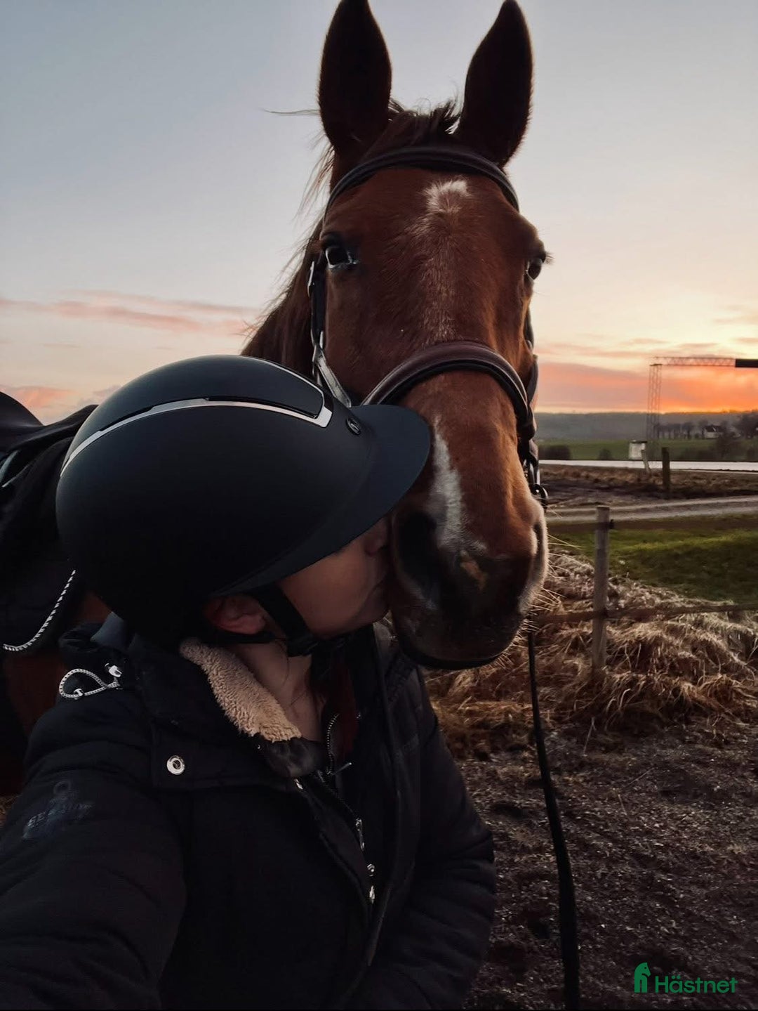 Allround hästar till salu: Skogsmullen med hjärtat på rätt ställe! i Falköping - Annons 2