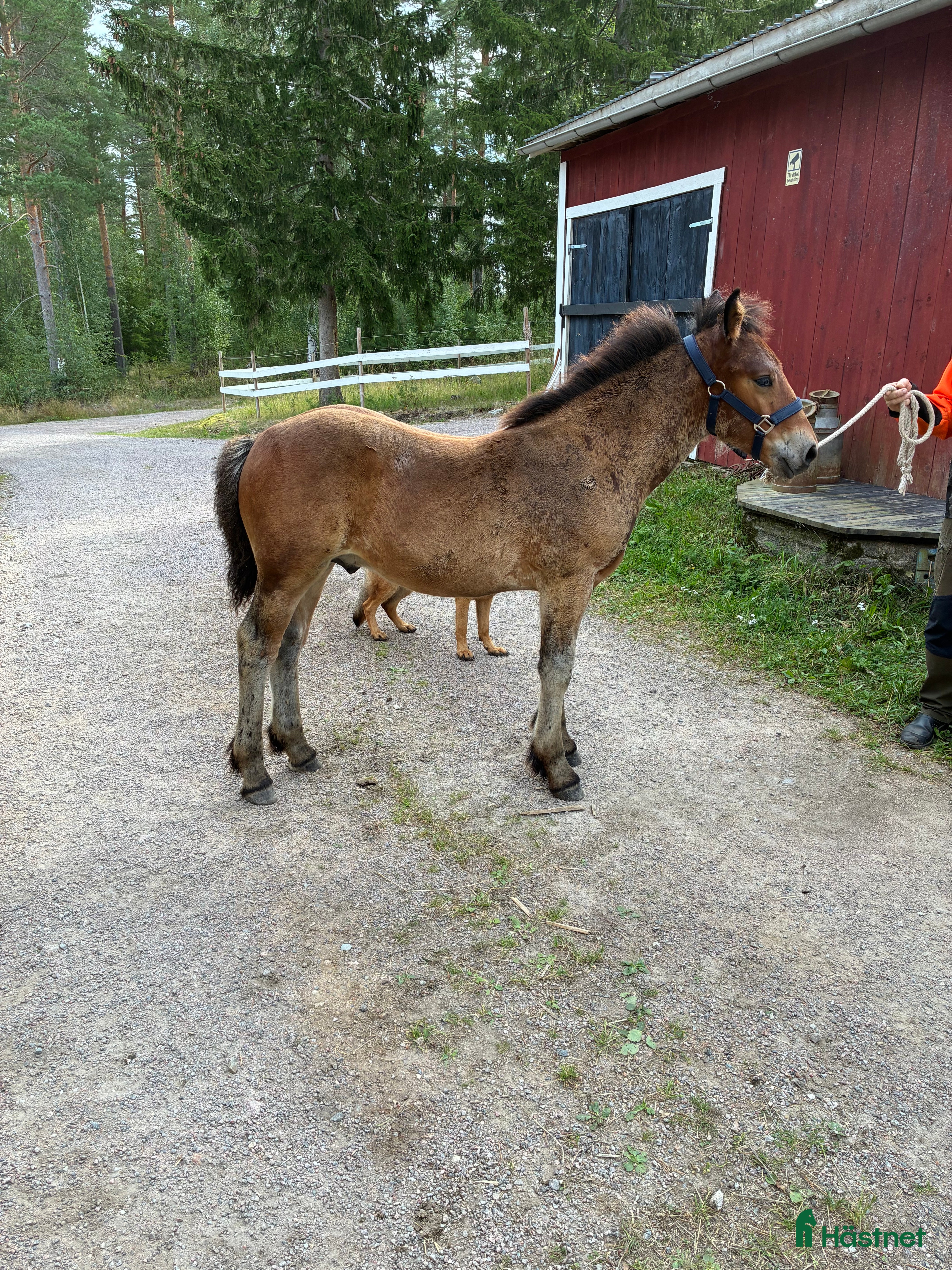  hästar Välhanterat Hingstföl  i Alfta - Annons 3
