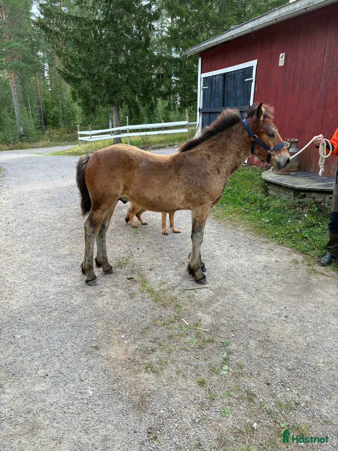 Körning hästar till salu: Välhanterat Hingstföl  i Alfta - Annons 1