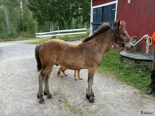 hästar Välhanterat Hingstföl i Alfta - Annons 2