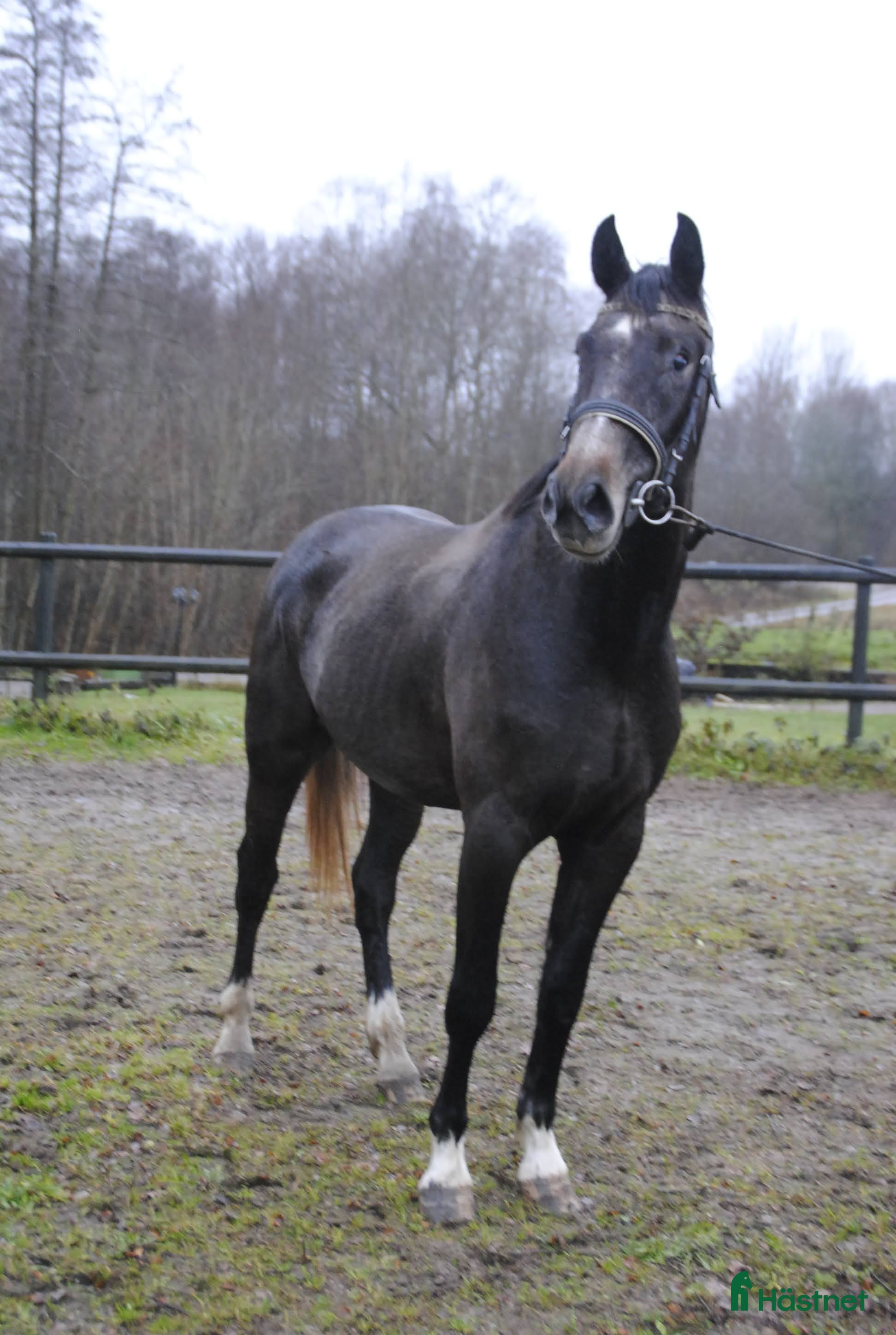  hästar Välstammad unghäst i Odensbacken - Annons 14