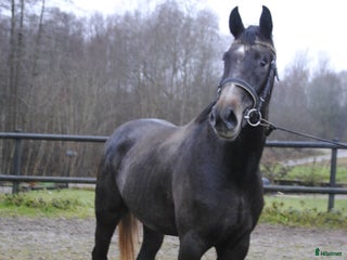 hästar Välstammad unghäst i Odensbacken - Annons 7