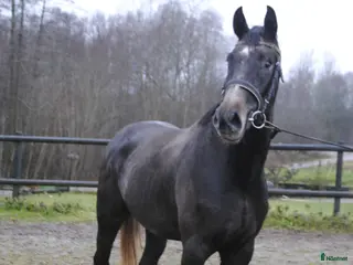 hästar Välstammad unghäst i Odensbacken - Annons 6