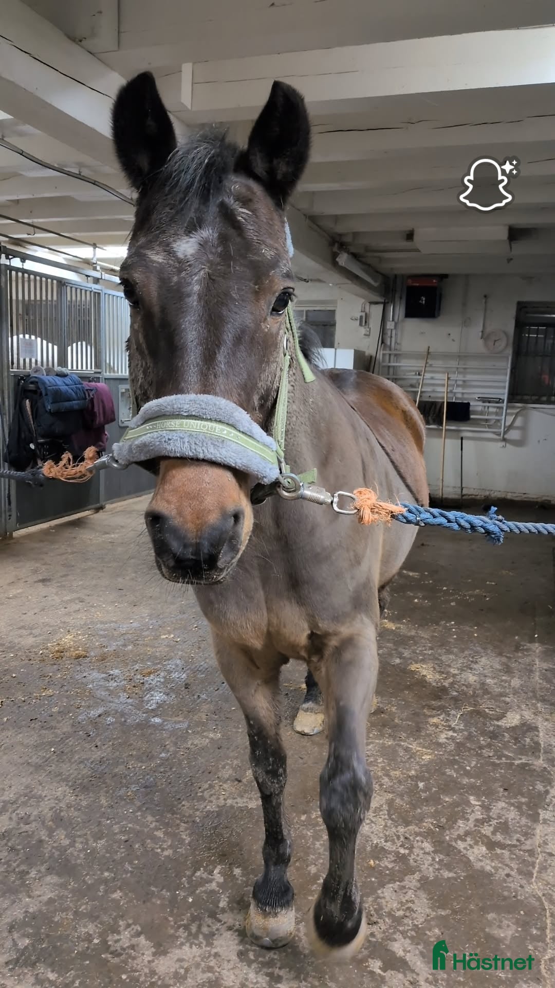  stallplats GRATIS bete med tillsyn i Valdemarsvik. - Annons 15