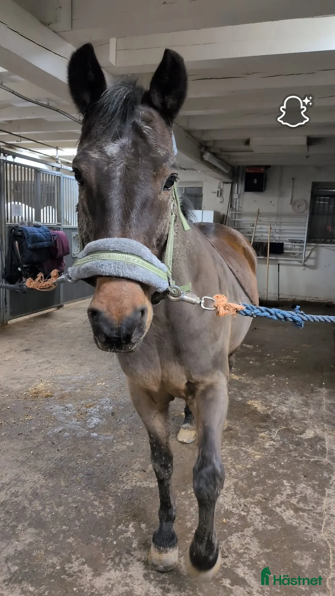  stallplats finnes: GRATIS bete med tillsyn i Valdemarsvik. - Annons 1