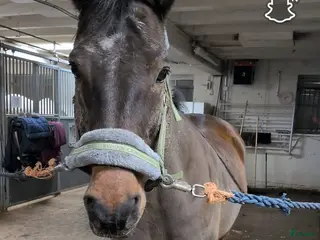 stallplats GRATIS bete med tillsyn i Valdemarsvik. - Annons 7