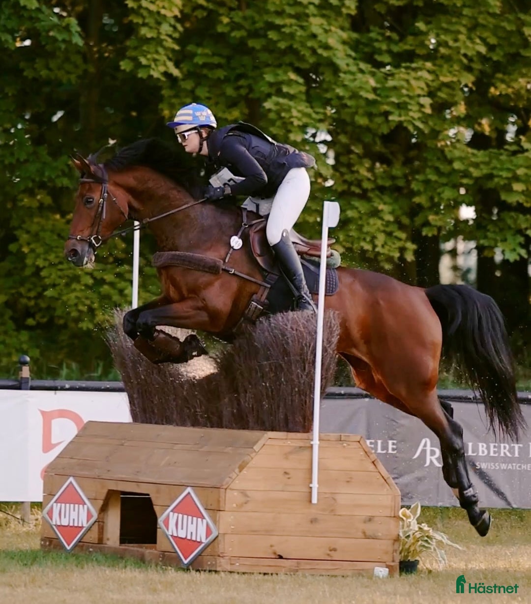 Dressyr hästar till salu: Välridet sto att ha roligt med! i Morup - Annons 2