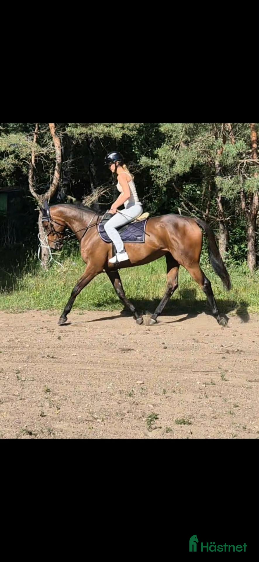  hästar Trygg & cool 3 åring med framtiden framför sig - Annons 4