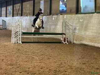 hästar Speciell sportponny - Annons 6