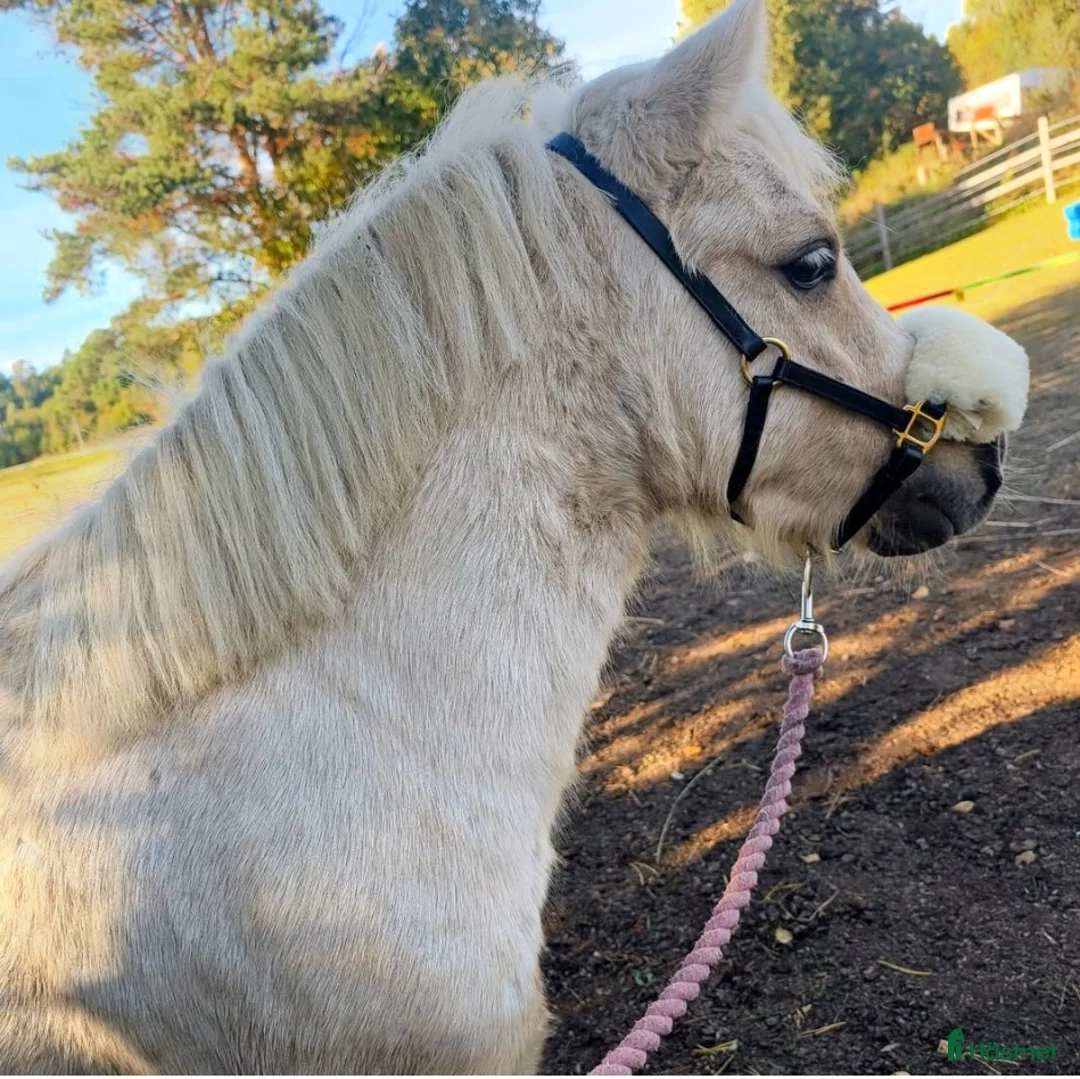 Allround hästar till salu: Framtida allround shetlandsponny  i Matfors - Annons 6