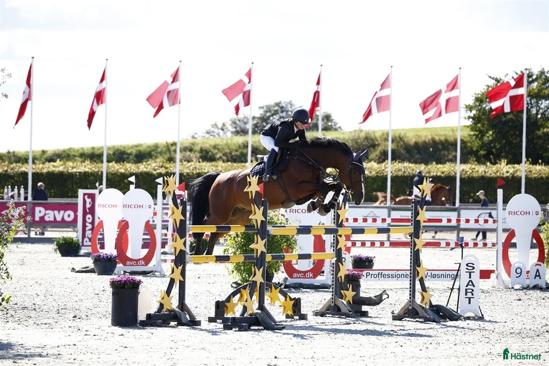 Hoppning hästar till salu: Topp junior/young rider hest - Annons 4