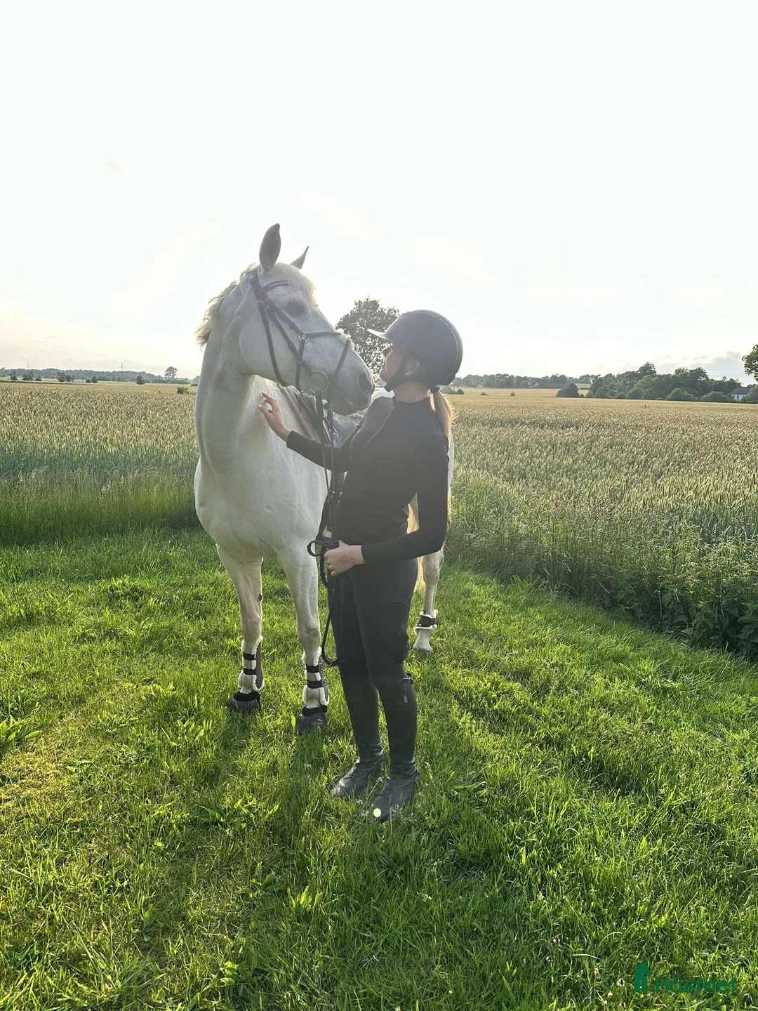  medryttarhäst finnes: Liten storhäst söker medryttare  utanför Hörby i Hörby - Annons 6