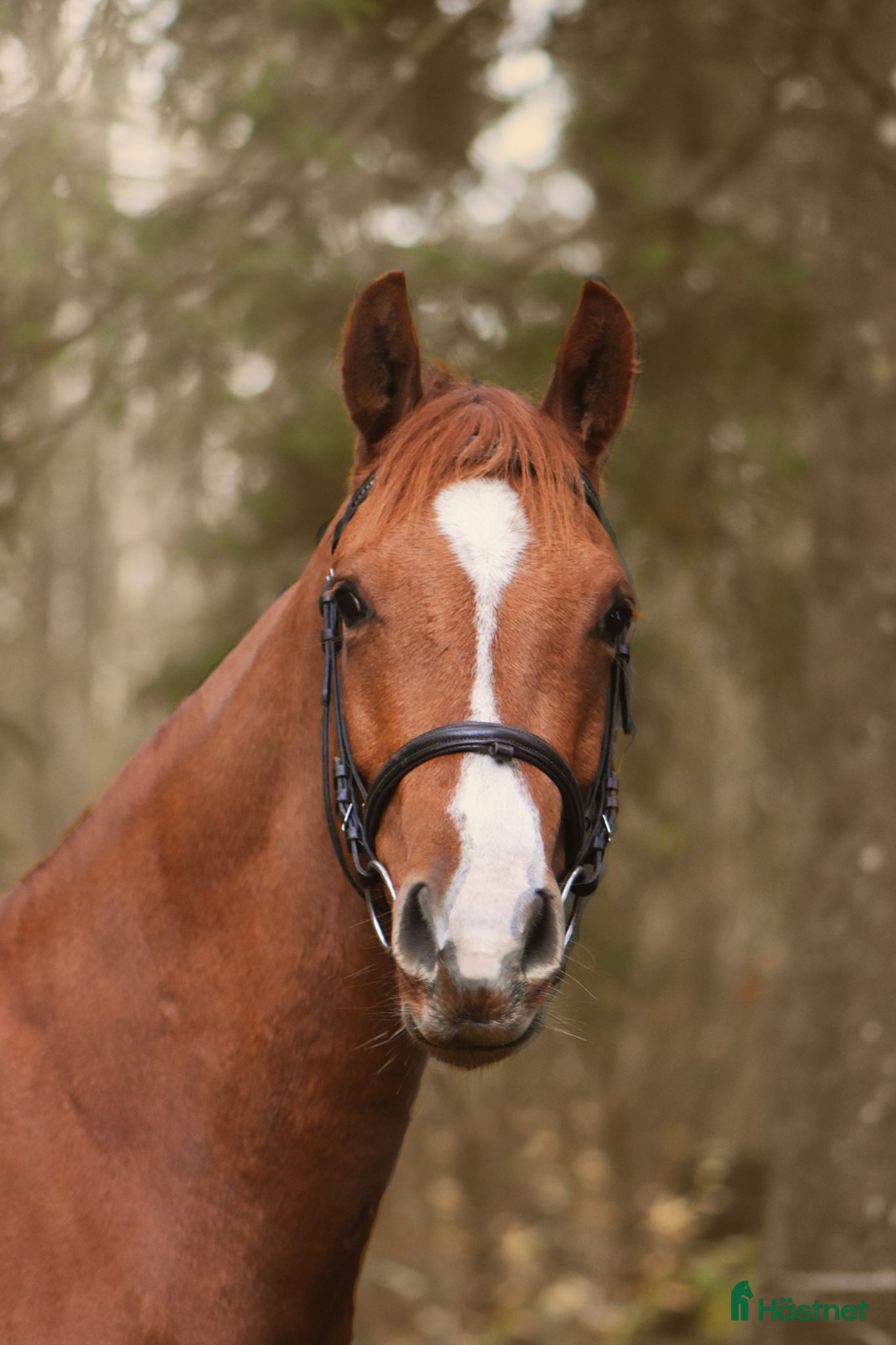  hästar Mycket trevlig unghäst - Annons 16