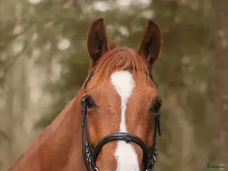 hästar Mycket trevlig unghäst - Annons 16