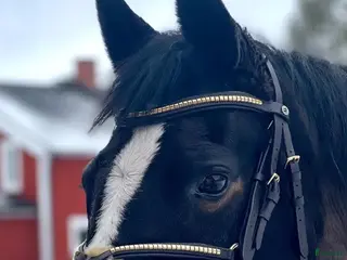 Träns hästutrustning Fint träns till salu!✨️ i Nora - Annons 19